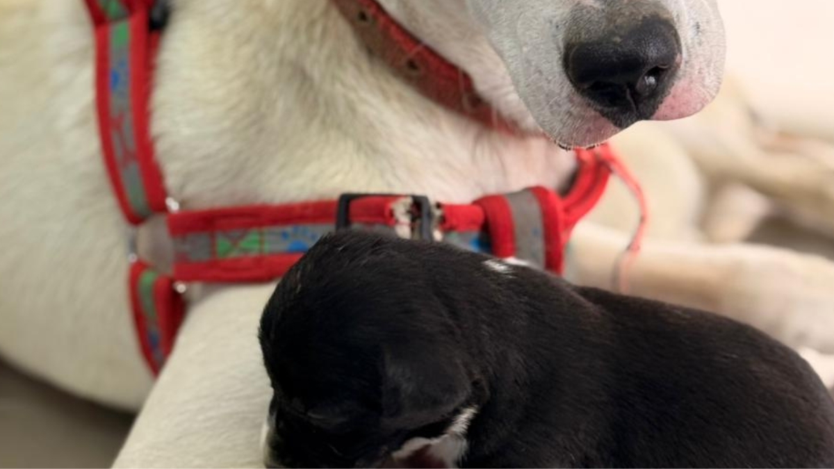 manchas la perrita valiente que subio la montana cargando vida copia de web 2025 11 26t135246.676