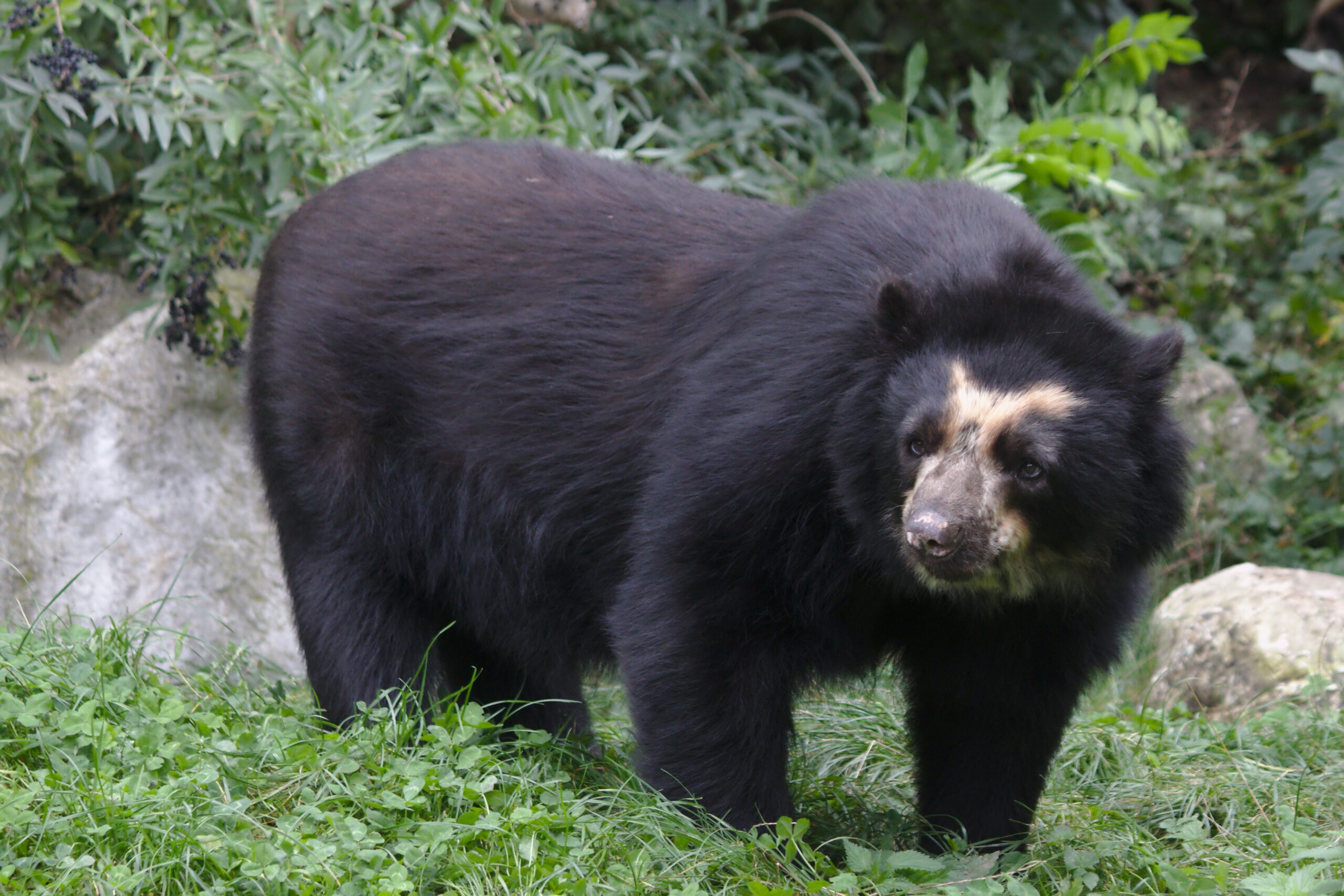 Adiós al agua, bienvenido el turismo y ganadería, porque la SAE entrega 98 hectáreas en zona protegida 8 adios al agua bienvenido el turismo y ganaderia porque la sae entrega 98 hectareas en zona protegida imagen oso de anteojos scaled