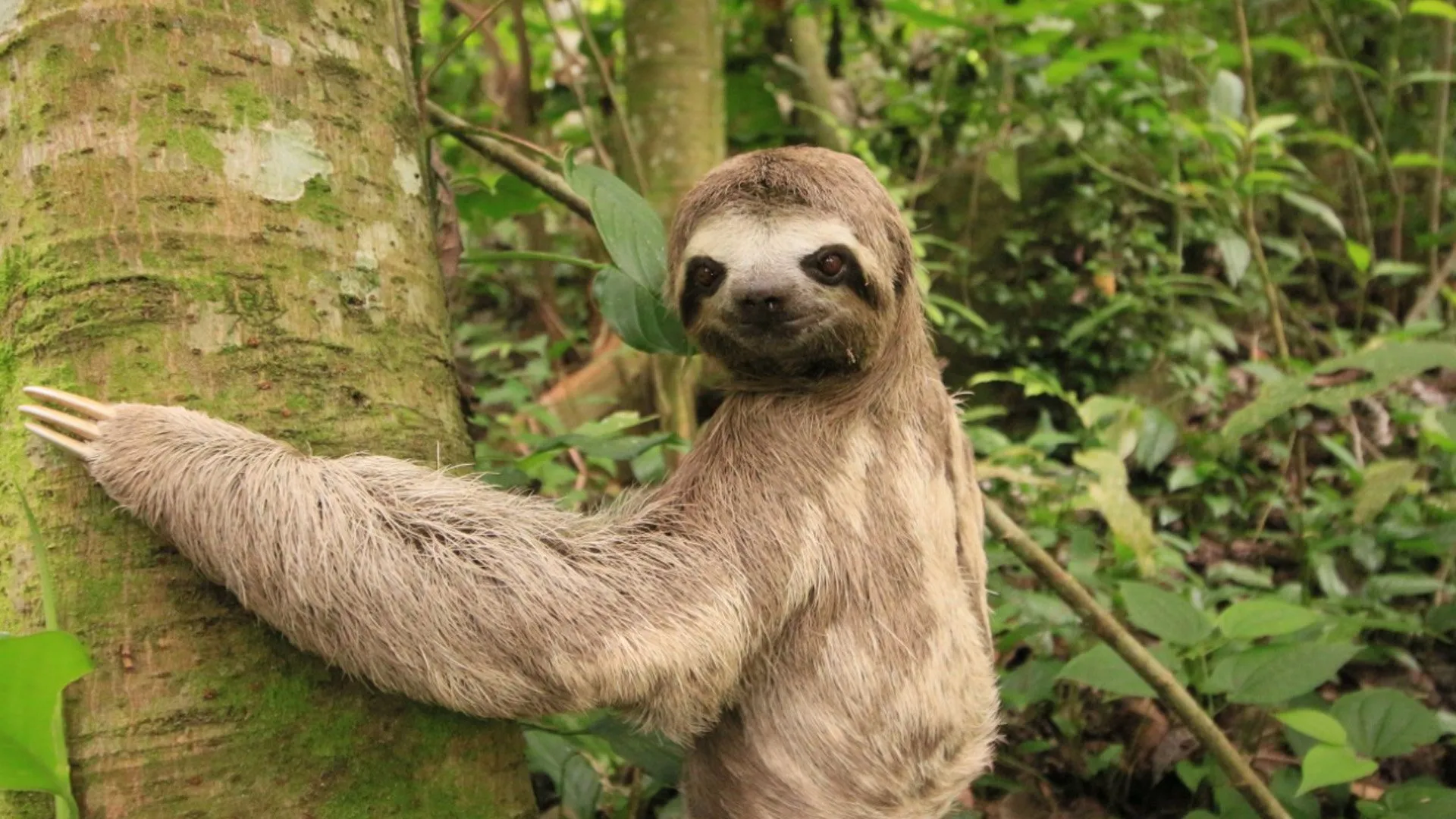 Adiós al agua, bienvenido el turismo y ganadería, porque la SAE entrega 98 hectáreas en zona protegida 9 adios al agua bienvenido el turismo y ganaderia porque la sae entrega 98 hectareas en zona protegida oso perezoso amazonas