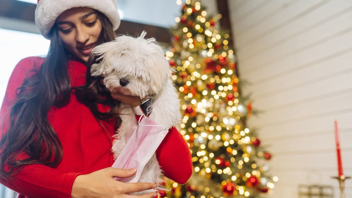 Cielos en Calma: El proyecto que replantea el uso de pólvora en Colombia 1 animalitosweb ee animalitosweb ee