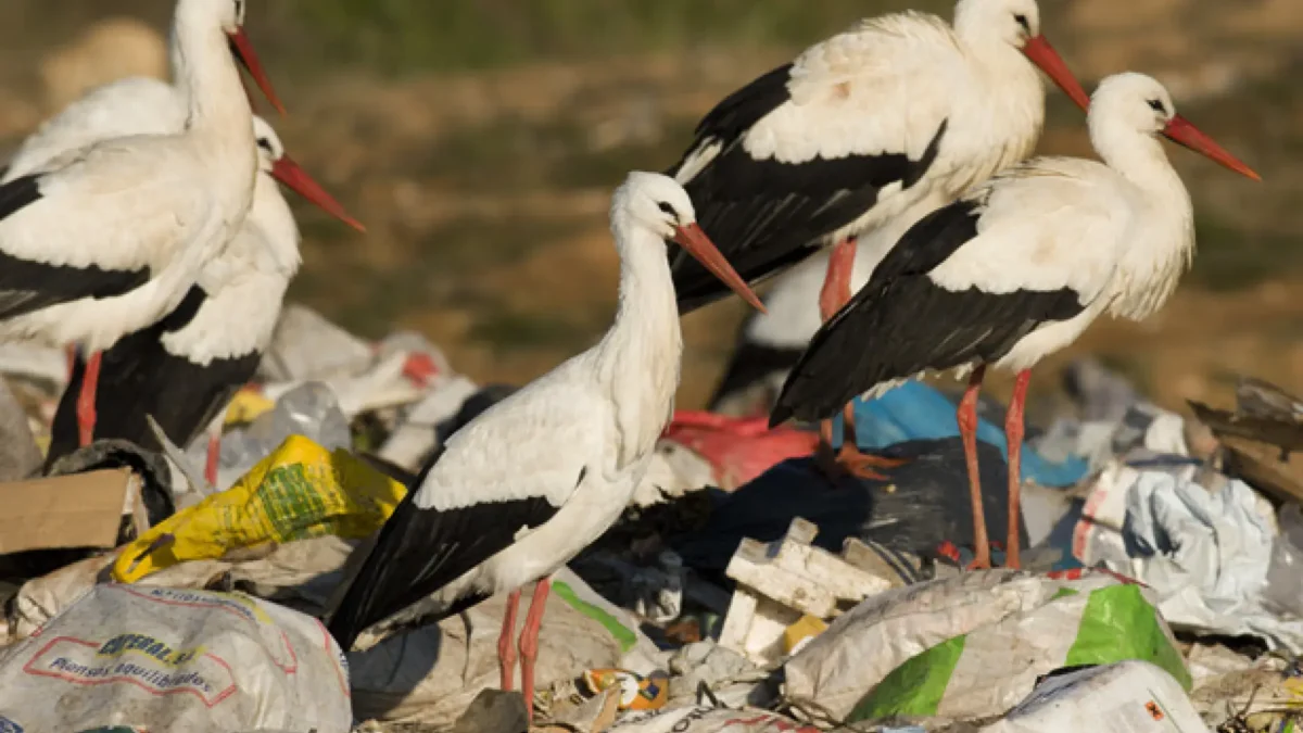 Biólogos quedan atónitos en Doñana: una cigüeña murió tras ingerir 150 gomas plásticas 1 biologos quedan atonitos en donana una ciguena murio tras ingerir 150 gomas plasticas ciguenas