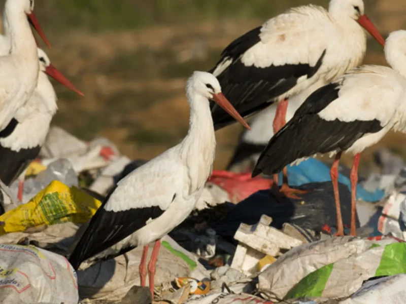 biologos quedan atonitos en donana una ciguena murio tras ingerir 150 gomas plasticas ciguenas
