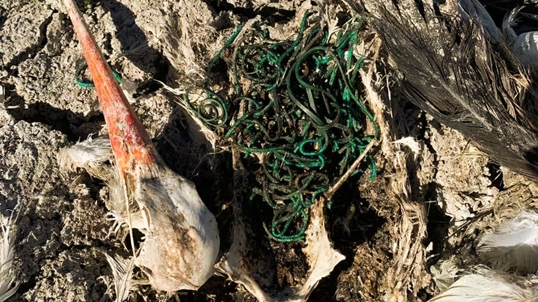 Biólogos quedan atónitos en Doñana: una cigüeña murió tras ingerir 150 gomas plásticas 2 biologos quedan atonitos en donana una ciguena murio tras ingerir 150 gomas plasticas image