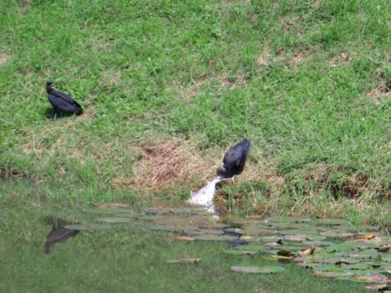 CARDER interviene humedal en sector Malabar