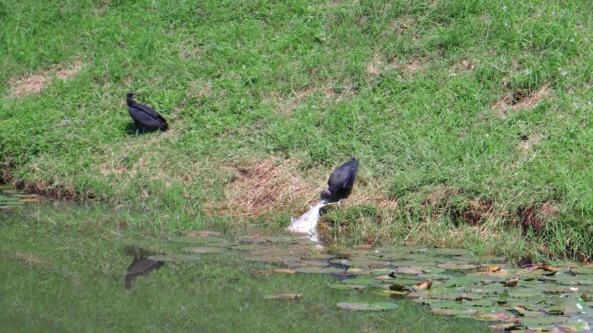 CARDER interviene humedal en sector Malabar 1 borrador automatico denunciaambiental web ee