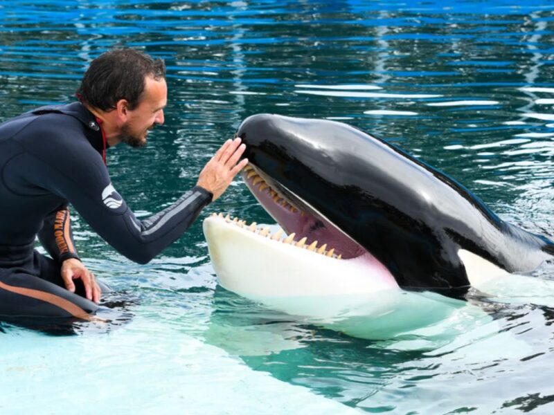 Kshamenk, la última orca en cautiverio de Argentina, murió a los 36 años