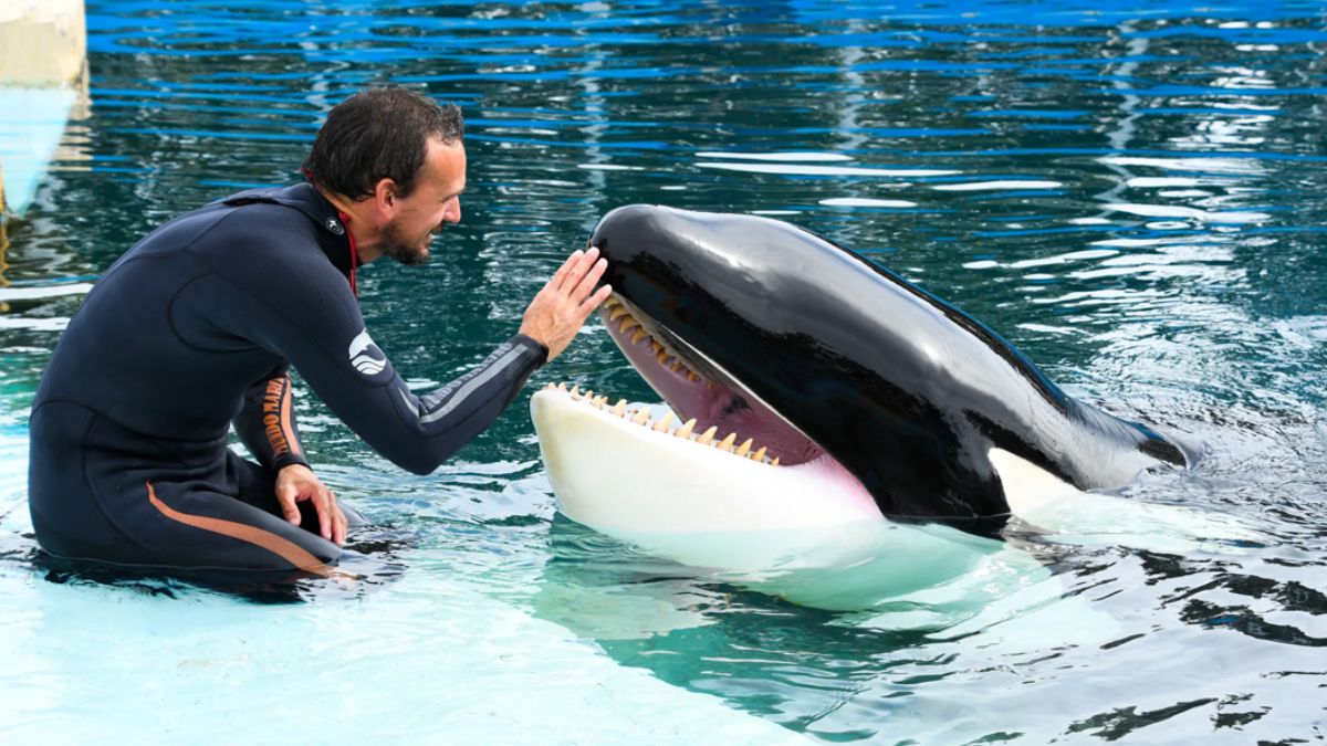 Kshamenk, la última orca en cautiverio de Argentina, murió a los 36 años 1 borrador automatico kshamenk y andres