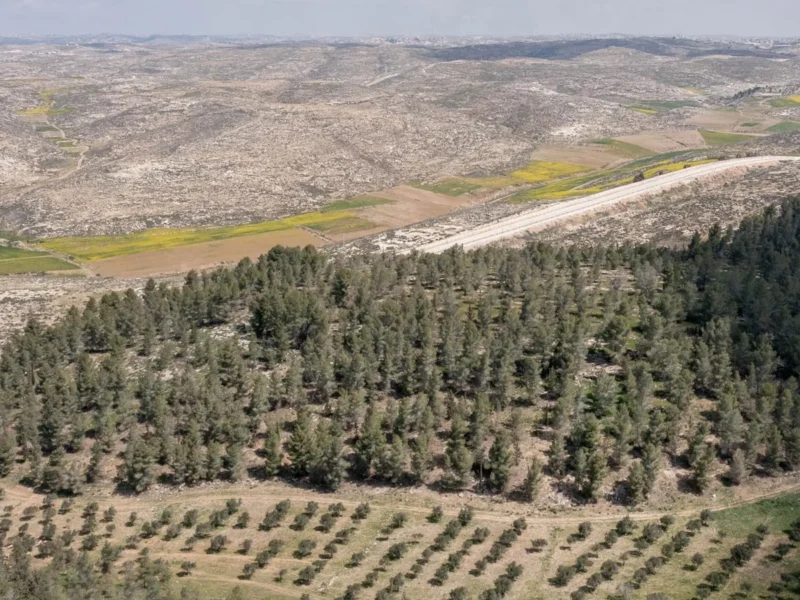 china reforesta a gran escala y enfrenta un efecto inesperado los nuevos bosques estan cambiando el ciclo del agua tapa