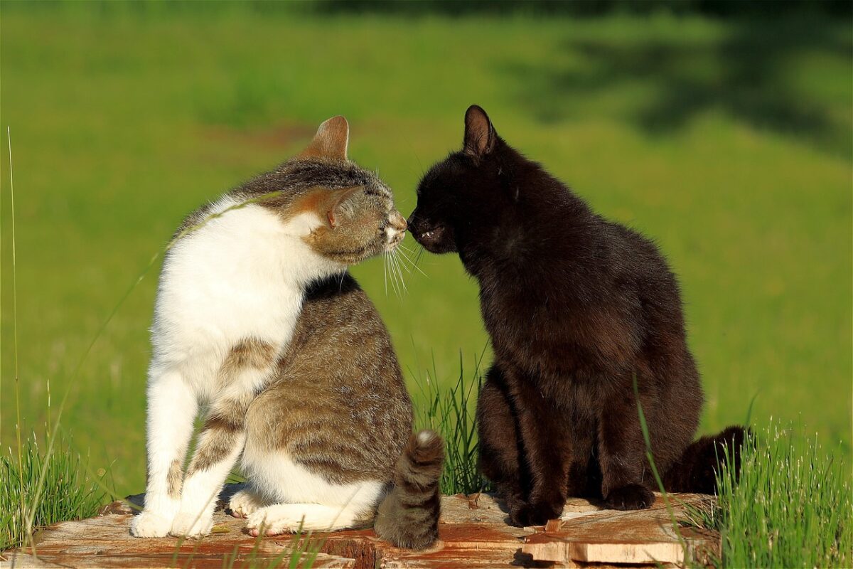 los gatos domesticos nacieron en el norte de africa segun un estudio que replantea su historia evolutiva cats 7232377 1280