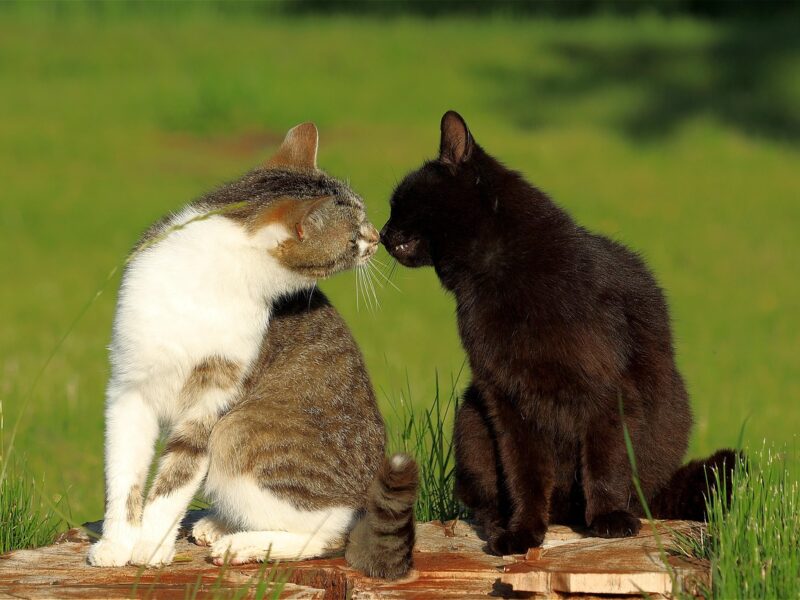 Los gatos domésticos nacieron en el norte de África, según un estudio que replantea su historia evolutiva