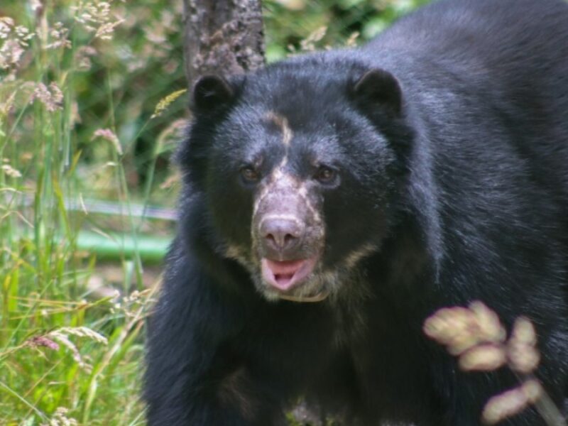 Una segunda oportunidad para Tamá y para la conservación