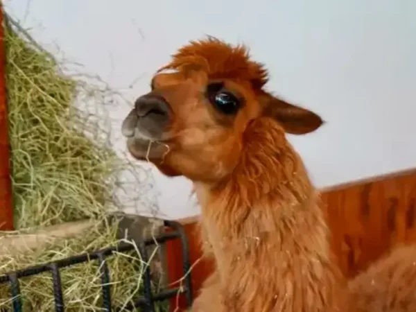 Rescate, tratamiento y adopción: así fue la recuperación de Ámbar, la llama que conmovió a Rionegro