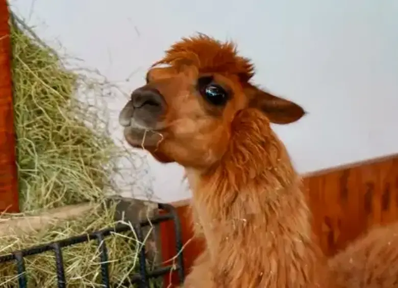 rescate tratamiento y adopcion asi fue la recuperacion de ambar la llama que conmovio a rionegro actualidad 2 49382804 20251130205739 49387875 20251201173944 1