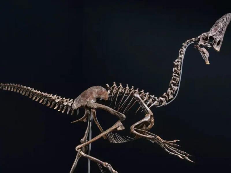 “Spike”, el dinosaurio casi intacto que alcanzó casi 4 millones de euros en una subasta histórica