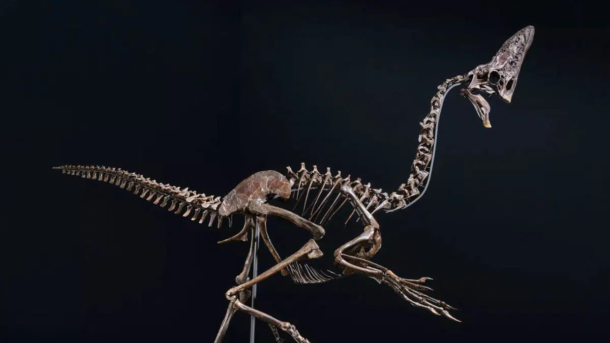 “Spike”, el dinosaurio casi intacto que alcanzó casi 4 millones de euros en una subasta histórica 1 spike el dinosaurio casi intacto que alcanzo casi 4 millones de euros en una subasta historica christies spike c.jpg