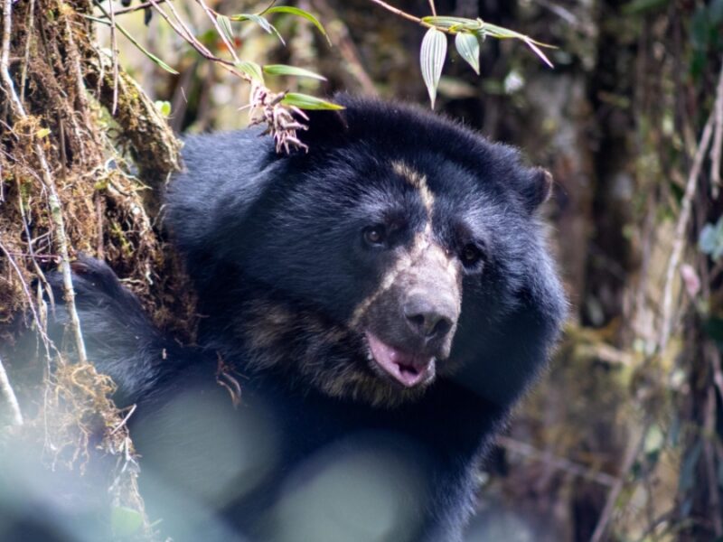 Tamá el oso andino que murió sin conocer la libertad