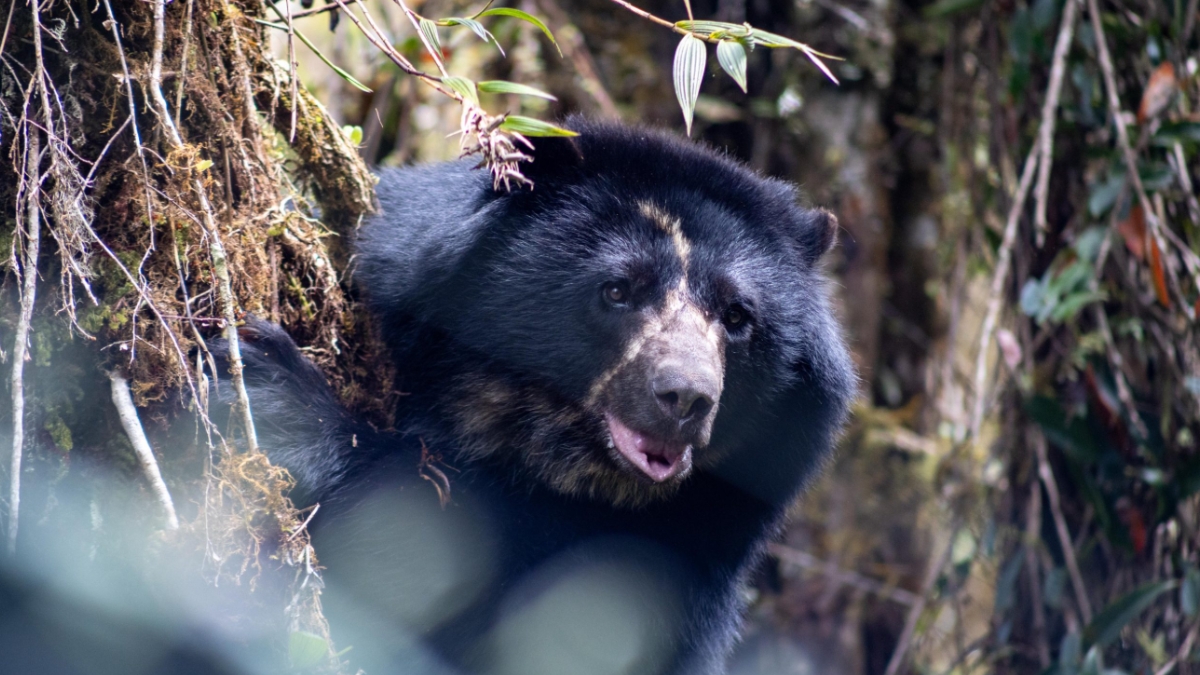 tama el oso andino que murio sin conocer la libertad tamaoso web ee