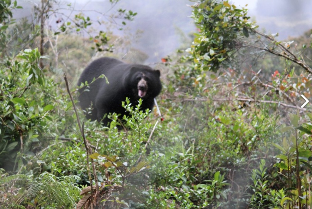 tamaoso libertad tamaoso libertad