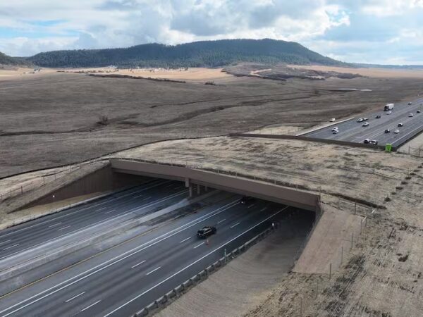 Un megapuente verde marca un avance histórico al permitir que la fauna cruce una autopista sin riesgos