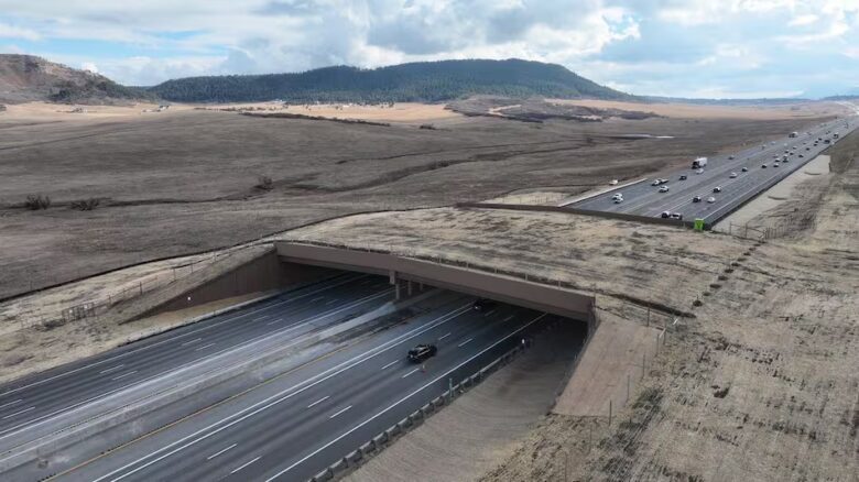 un megapuente verde marca un avance historico al permitir que la fauna cruce una autopista sin riesgos ednqsgegpzd4patba35m2eyaqi