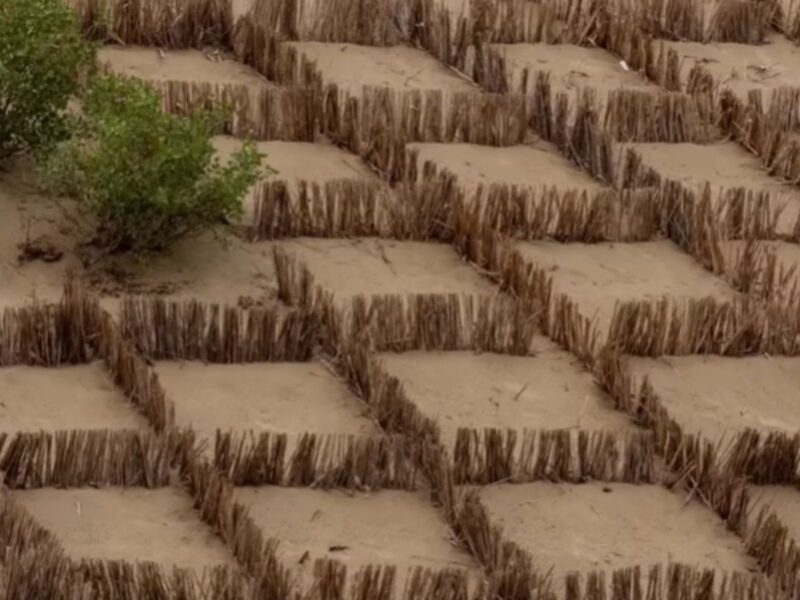 China y el desafío de los desiertos de paja: Con ciencia y millones de manos lograron el cambio