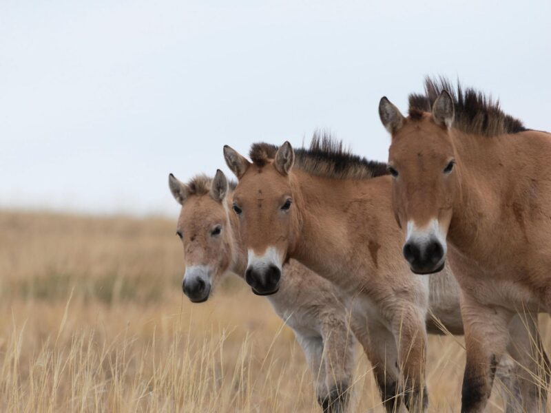 cientificos quedan asombrados por el impacto ecologico del caballo de przewalski en china 153545