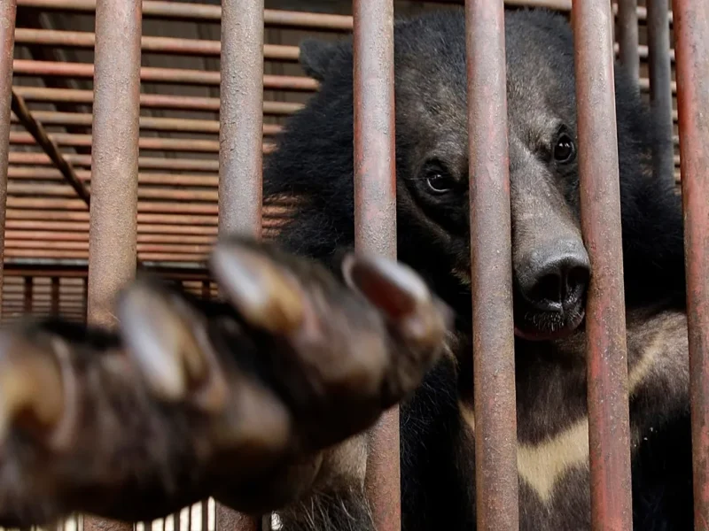 Corea del Sur pone fin a la cría de osos para extraer bilis y prohíbe la práctica desde 2026