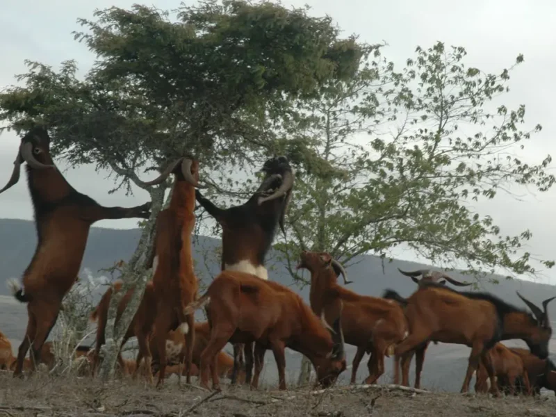 De invasión a restauración: la drástica medida que cambió el futuro de las Islas Galápagos