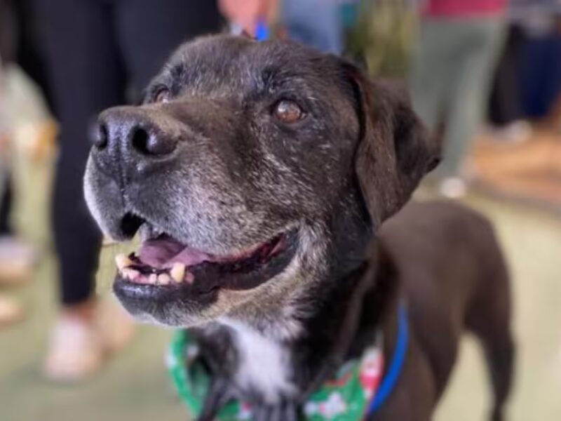 Después de cinco años de espera, un perrito anciano encuentra familia y conmueve en Bogotá