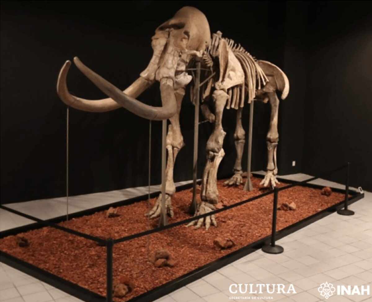 la ciencia corrige un hallazgo de los anos 50 y reescribe la historia fosil de alaska gy33yw3kw5arnmrah2ige23imm