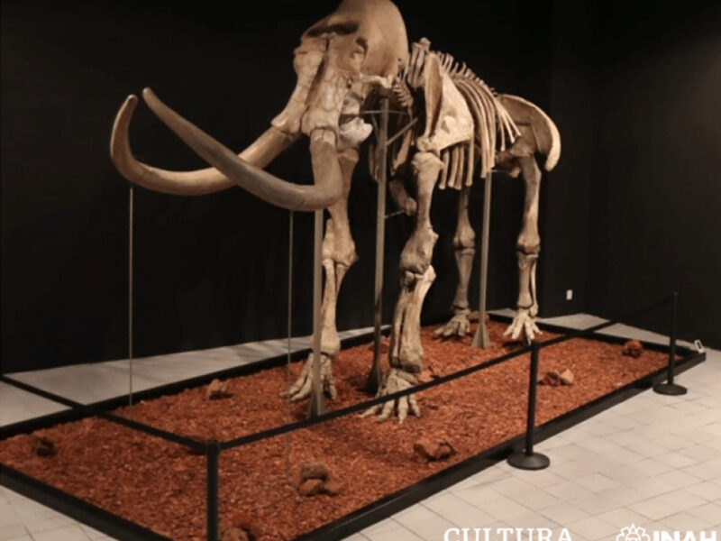 la ciencia corrige un hallazgo de los anos 50 y reescribe la historia fosil de alaska gy33yw3kw5arnmrah2ige23imm