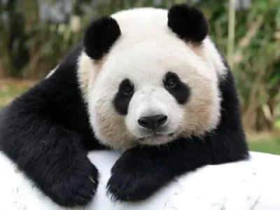 La recuperación del panda gigante es real, aunque aún no está garantizada