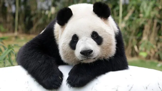 la recuperacion del panda gigante es real aunque aun no esta garantizada 91026629 gettyimages 519508400.jpg