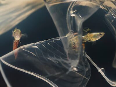 Microplásticos contaminan a peces en islas remotas del Pacífico y alertan sobre riesgos alimentarios