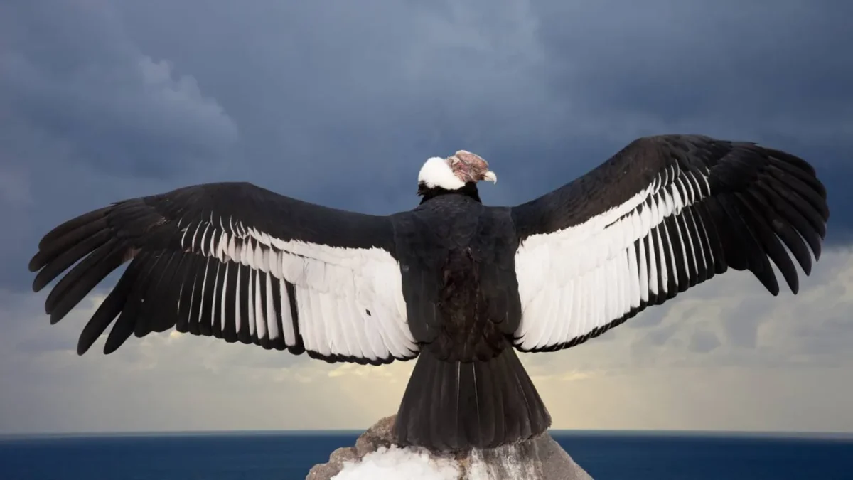 Un joven cóndor andino se recupera en Buenos Aires tras ser rescatado en San Luis 1 un joven condor andino se recupera en buenos aires tras ser rescatado en san luis cb0fe364 165d 40e2 904e 47b07c6186ef 16 9 aspect ratio 1600w 0