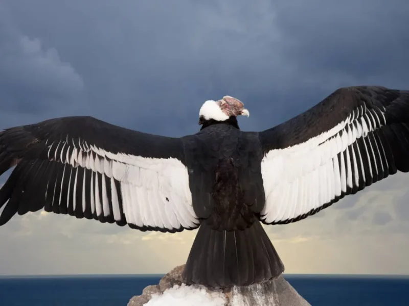 un joven condor andino se recupera en buenos aires tras ser rescatado en san luis cb0fe364 165d 40e2 904e 47b07c6186ef 16 9 aspect ratio 1600w 0