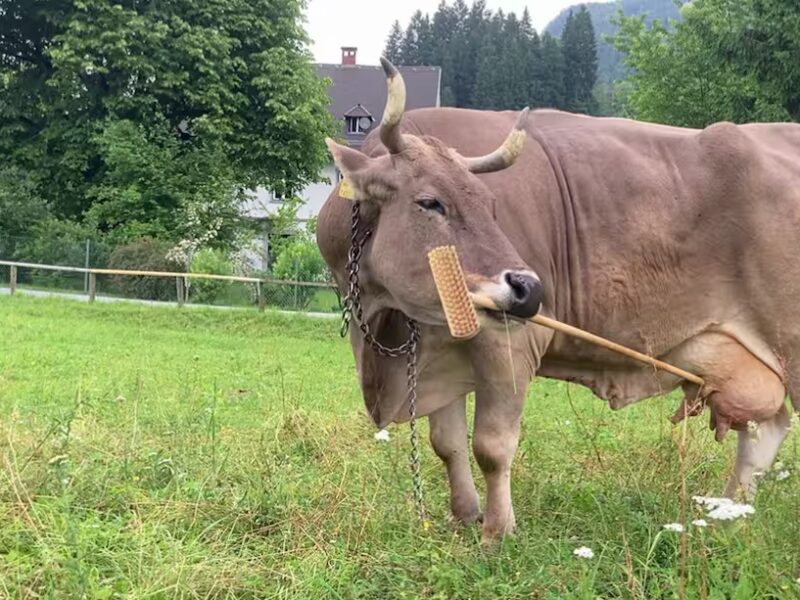Veronika, la vaca que desafía la idea de que el ganado no es inteligente