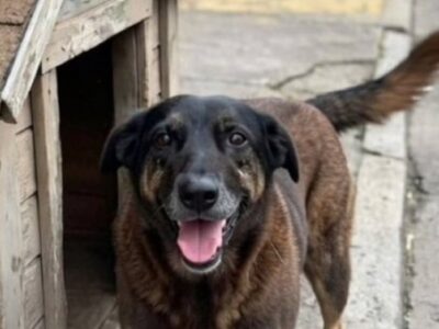 Brasil se moviliza en contra del maltrato animal tras el asesinato de un perro comunitario: Orelha