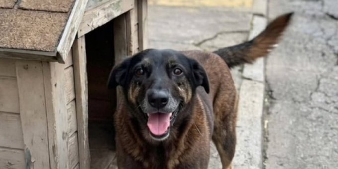 brasil se moviliza en contra del maltrato animal tras el asesinato de un perro comunitario orelha