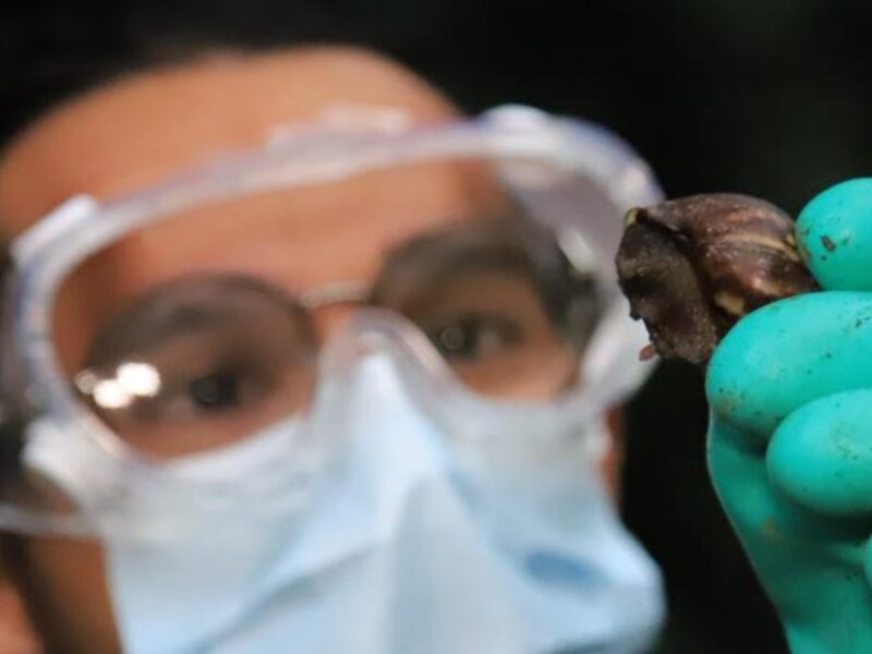 CARDER y Masbosques retiran 30 kilos de caracol gigante africano en la bocatoma de La Virginia