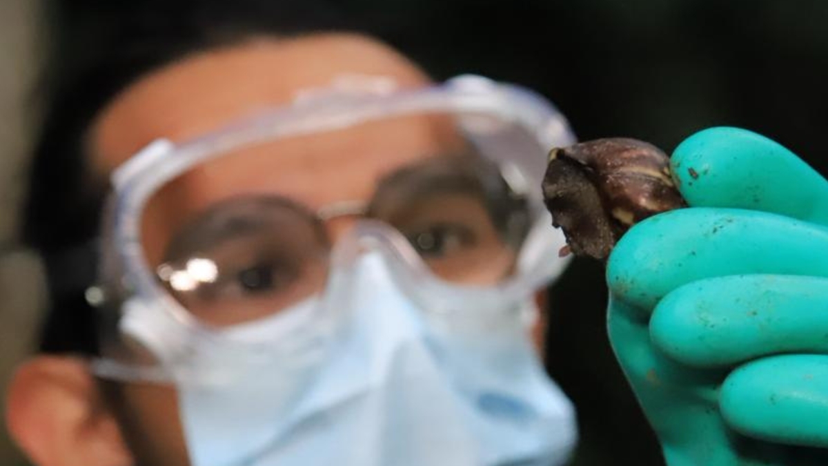 carder y masbosques retiran 30 kilos de caracol gigante africano en la bocatoma de la virginia portadas clp web 89