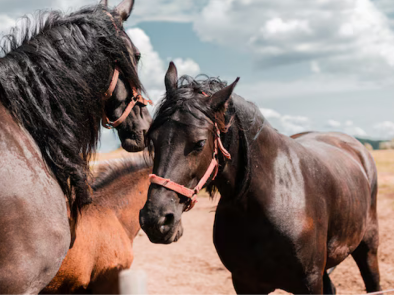 Colombia, potencia mundial en genética equina en el Año del Caballo 2026