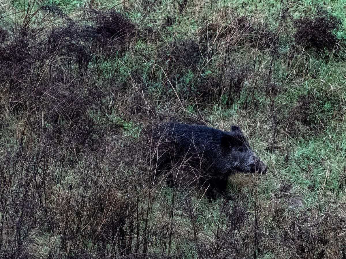 El experimento involuntario de Fukushima: jabalíes híbridos con ritmo reproductivo acelerado