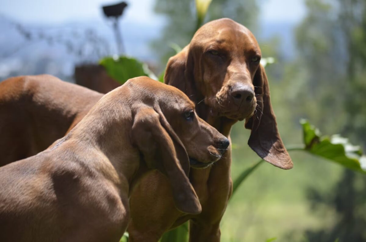 el sabueso fino colombiano ya es raza oficial la fci lo reconocio como la primera 100 nacional p33pzgl5snddrkwzicn6s3nlei