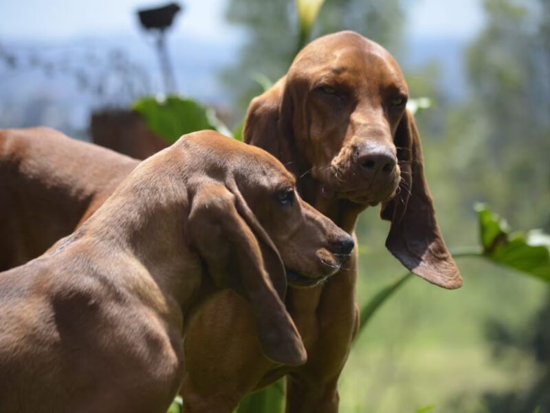 el sabueso fino colombiano ya es raza oficial la fci lo reconocio como la primera 100 nacional p33pzgl5snddrkwzicn6s3nlei