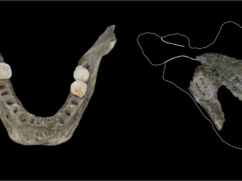 La cueva de Maszycka revela prácticas de canibalismo en el Paleolítico superior