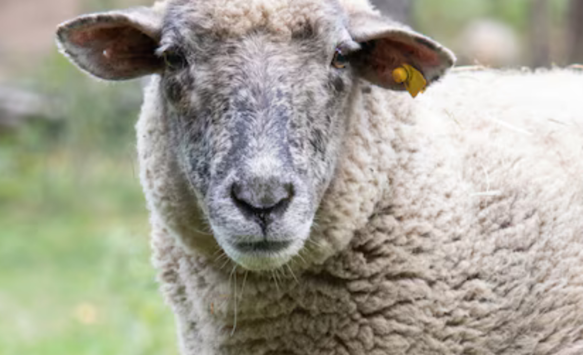 agricultores en espana usan lana para ahorrar agua y mejorar cultivos diseno sin titulo 21