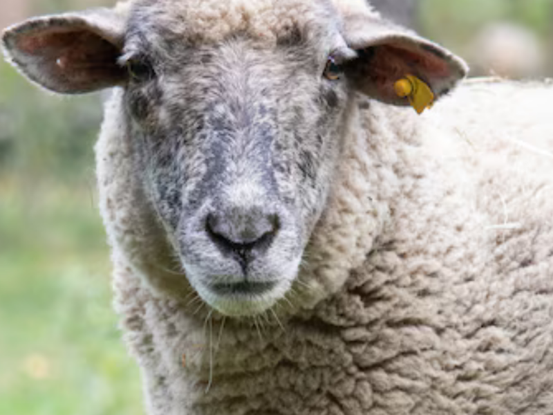 Agricultores en España usan lana para ahorrar agua y mejorar cultivos