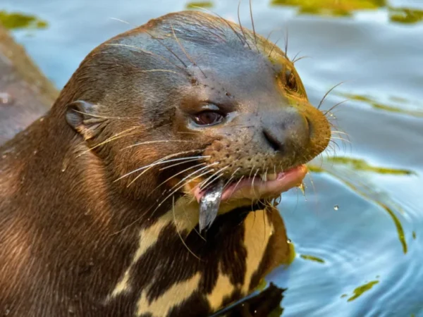 Argentina marca un precedente mundial con el regreso de la nutria gigante