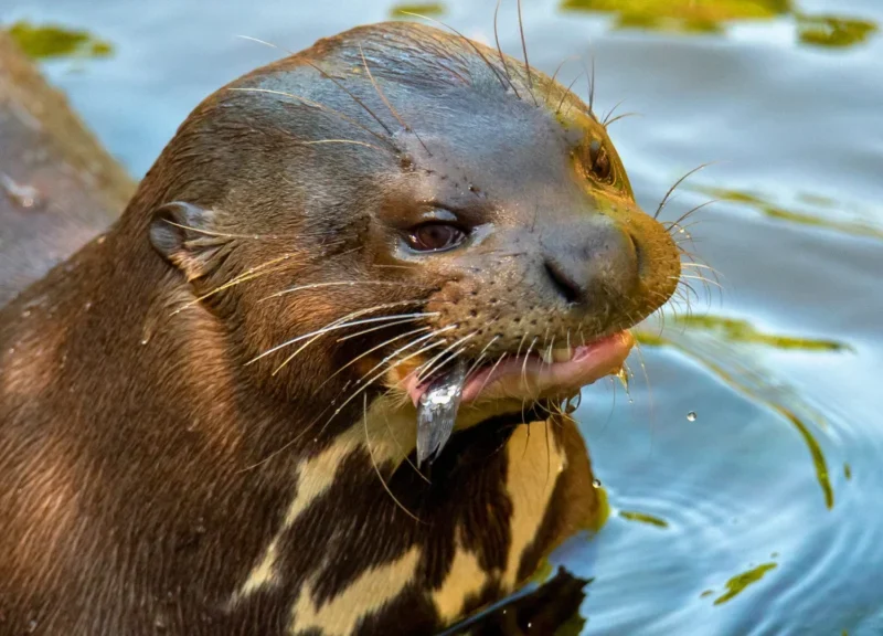 argentina marca un precedente mundial con el regreso de la nutria gigante nutria gigante pteronura brasiliensis 9 1024x576 1